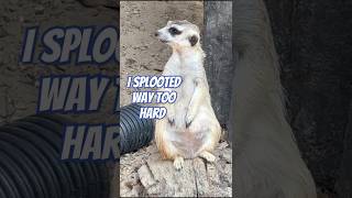 Meerkat sploots funnyanimals meerkat cuteanimals funnywildlife [upl. by Shaughn402]