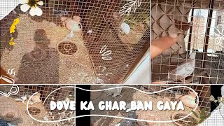 Dove Ka Ghar ban gaya  HassanMinizoo Hassanvlogs Rabbithouse Minizoo gainafools chinimurgiyan [upl. by Desiree]