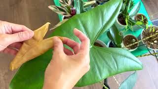 Alocasia Zebrina Cutting off Dead Leaf [upl. by Karylin689]