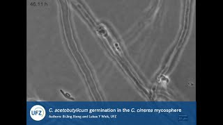 Fungal hyphae induce spore germination and growth of a strictly anaerobic bacterium [upl. by Ravahs]