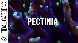 Pectinia  The Next Big Thing [upl. by Airol]