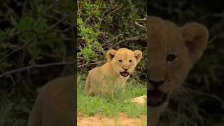 Baby Lion Roar The Cutest Sound Ever [upl. by Aihsekyw121]