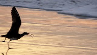 Sound of Whimbrel [upl. by Harbot]