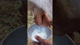 Goats milk [upl. by Saleem]