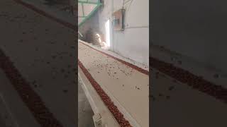 Fine agrotech belt conveyor fitting Bikaner [upl. by Vitkun884]