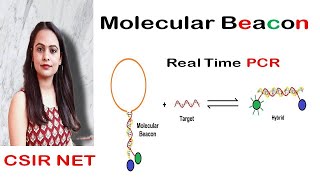 Molecular Beacon Probe  Real Time PCR  CSIR UGC NET [upl. by Sherm419]