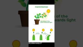 PHOTOTROPISM 💯biologyscience education trendingshorts shorts youtubeshorts [upl. by Neih363]