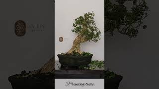 Buxus harlandii Boxwood Harland in pruning motion bonsai bahanbonsai pruning buxus [upl. by Naniac317]