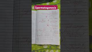 spermatogenesis process in simple way for class 12viralvedio reproduction in human youtube [upl. by Eila625]