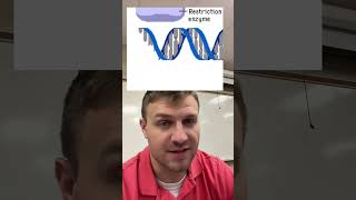 Restriction Enzyme [upl. by Vokaay]