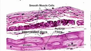 Histology of the Heart [upl. by Aulea]