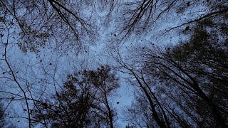 Falling leaves in a beech Fagus sylvatica forest 4K [upl. by Gui]