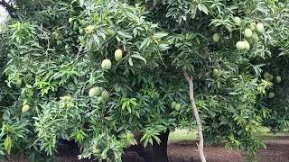 Mangoes trees 🎄🎄🎄youtube [upl. by Mcnutt]