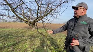 Prunier Quetsche d’Alsace jeune  taille d’hiver Association Fruitière de Haguenau et environs [upl. by Solotsopa]