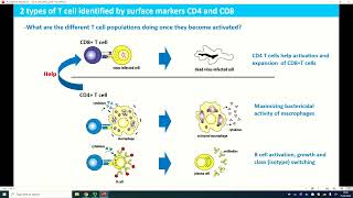 Topic 5 Antigen Recognition and Processing part 1 [upl. by Amluz]