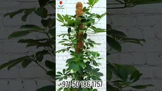 schefflera plants houseplant houseplants garden indoorplants home planthome indoorgardening [upl. by Nnazil]