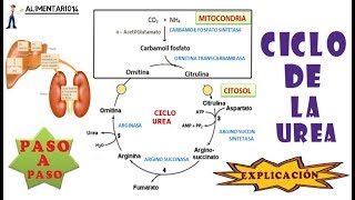 Ciclo De La Urea  Metabolismo del Amonio  Explicación [upl. by Edak68]