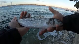 Seabass fishing on topwater lure Xorus Patchinko 100 [upl. by Tressia]