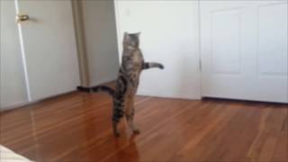 Cats who walk on two legs A compilation [upl. by Laitselec]