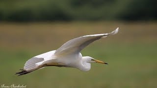 la grande aigrette Ardea alba  Great egret [upl. by Amerigo]