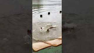 fail  fall into the water 🌊💦 failed funny fall comedy complete oh fypt [upl. by Yc]