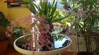 Oncidium sotoanum  ornithorhynchum Care amp Info [upl. by Urana]