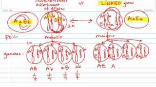 Gamete Formation Independent Assortment vs Linked Genes [upl. by Nnyltiac461]