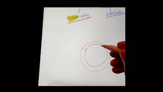 Difference between Schizocoelom and Enterocoelom AnimalKingdom [upl. by Madden]