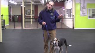 Remote Dog Training ECollar Introduction amp Recall [upl. by Seilenna]