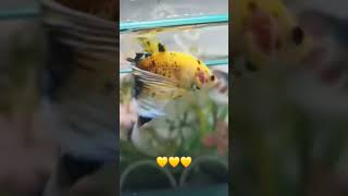 Yellow veiltail betta fish [upl. by Atlanta8]