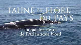 La baleine noire de lAtlantique nord [upl. by Hairam]