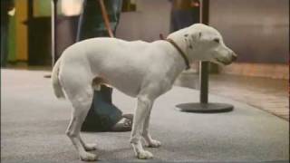 VOLKSWAGEN POLO  Singing dog Confidence  Best Car Commercial [upl. by Anenahs]