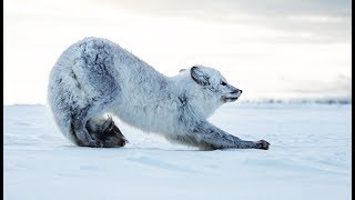 Ce petit renard polaire doit survivre tout seul  ZAPPING SAUVAGE [upl. by Ennywg]