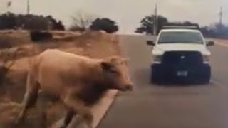 Runaway Cow Escapes Butcher Leads Cops On Hilarious Chase Through Town [upl. by Meggi]