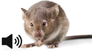 What does a Mouse sound like Mouse Squeaking Sound  Animal Sounds [upl. by Sudaorb]