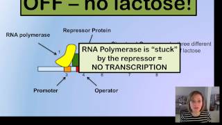 Prokaryotic Gene Expression [upl. by Teleya]