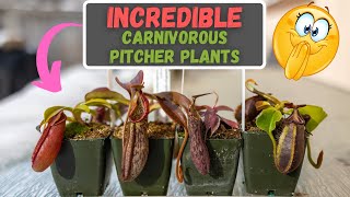 Amazing Carnivorous Plants  Nepenthes Tropical Pitcher Plant Updates  How Much Have They Grown [upl. by Enilesoj]