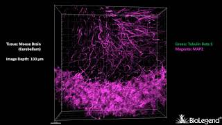 3D IHC Mouse brain Cerebellum  Tubulin Beta 3 TUBB3 MAP2 [upl. by Randene]