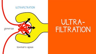 21 Renal Ultrafiltration [upl. by Nwahsek]