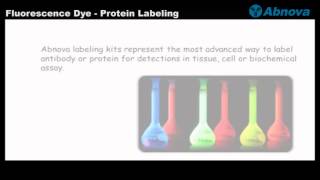 Fluorescence Dye  Protein Labeling [upl. by Trin]