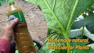 HOW TO MAKE YOUR OWN NATURAL PESTICIDE  DIY INSECTICIDE FOR PLANTS [upl. by Esiahc218]