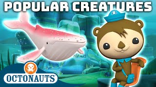 ​Octonauts  Popular Creatures  100 Mins  Cartoons for Kids  Underwater Sea Education [upl. by Osbert]