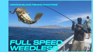 Cedros Island  Cedros Fishing  WARBAITS CHARTER  Calico Bass  Day 1  2021 [upl. by Yenetruoc390]