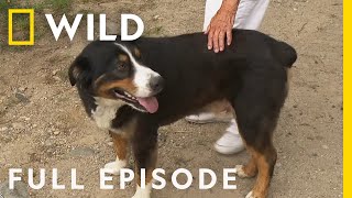 The Fourth of PolLy Full Episode  The Incredible Dr Pol [upl. by Bannasch]