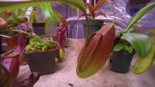 nepenthes ampullaria x spectabilis x talangensis 22 day time lapse [upl. by Icnarf69]