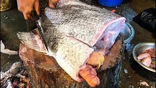 Big Tripletail Fish Egg Collection  Fish Cutting Skills  Sea Fish Cutting Expert 2024 [upl. by Enneiviv666]