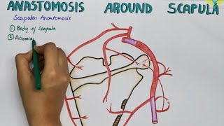 Scapular Anastamosis  Anastamosis Around the Scapula [upl. by Sylvanus]