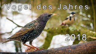 Vogel des Jahres 2018 Der Star Starendoku  Gamander López [upl. by Anyahc]