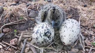 Oystercatcher chick hatching at Auchnerran [upl. by Modestia]