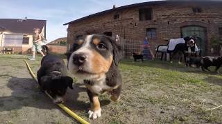 Großer Schweizer Sennenhund Welpen echte Schweizer Sennenhunde [upl. by Matt]